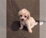 Small Photo #3 Havanese-Poodle (Toy) Mix Puppy For Sale in ORO VALLEY, AZ, USA