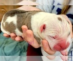 Small Photo #6 Olde English Bulldogge Puppy For Sale in ATHENS, AL, USA