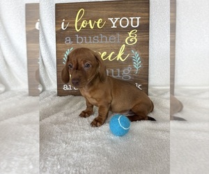 Dachshund Puppy for Sale in GREENFIELD, Indiana USA