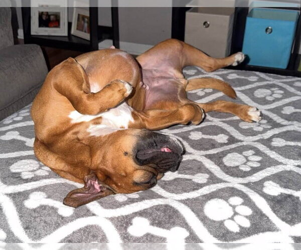 Medium Photo #3 Boxer Puppy For Sale in Burnsville, MN, USA
