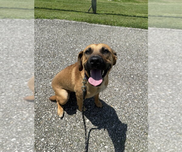 Medium Photo #5 Mutt Puppy For Sale in Evansville, IN, USA