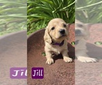 Puppy Jill Dachshund