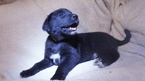 Small Photo #1 Chow Chow-Labrador Retriever Mix Puppy For Sale in LAKEWOOD, OH, USA