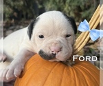 Puppy Ford American Bulldog