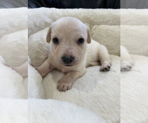 Kai - Male Mutt Dog for Adoption - Photo #33