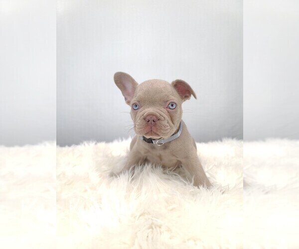 Medium Photo #8 French Bulldog Puppy For Sale in PORT READING, NJ, USA