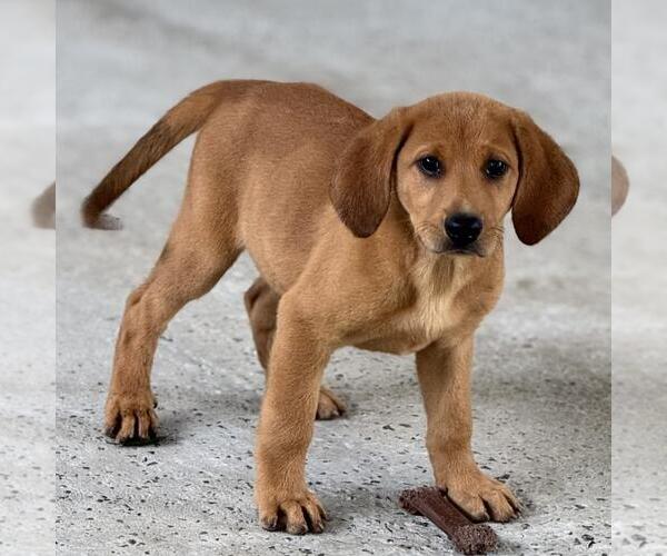 Medium Photo #4 Labbe Puppy For Sale in Yardley, PA, USA