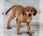Small #3 Labbe