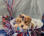 Small #3 Morkie