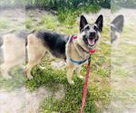 Small #2 German Shepherd Dog