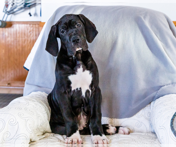 Medium Photo #1 Great Dane Puppy For Sale in WAKARUSA, IN, USA