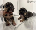 Small Photo #6 American Bully Puppy For Sale in MEMPHIS, TN, USA