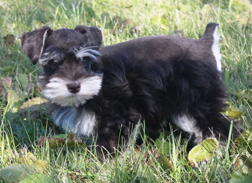 Medium Photo #1 Schnauzer (Miniature) Puppy For Sale in OCONOMOWOC, WI, USA
