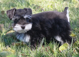 Schnauzer (Miniature) Puppy for sale in OCONOMOWOC, WI, USA