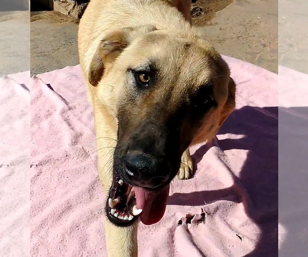 Medium Photo #4 Mutt Puppy For Sale in Apple Valley, CA, USA