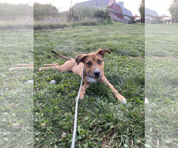 Medium Photo #8 American Pit Bull Terrier-Unknown Mix Puppy For Sale in Derwood, MD, USA
