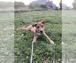 Small #7 American Pit Bull Terrier Mix
