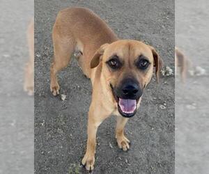 Rhodesian Ridgeback Dogs for adoption in Bakersfield, CA, USA