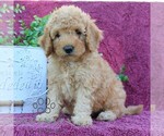 Small #3 Goldendoodle (Miniature)