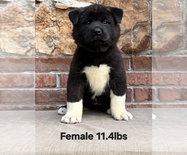 Medium Photo #1 Akita Puppy For Sale in MEM, TN, USA