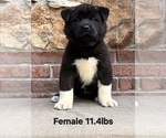 Puppy Puppy 1 Akita