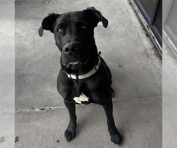 Medium Photo #1 Great Dane Puppy For Sale in Denver, CO, USA