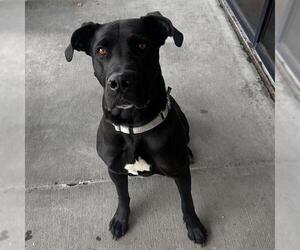 Great Dane Dogs for adoption in Denver, CO, USA