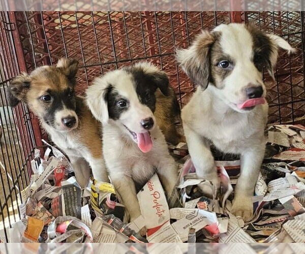 Medium Photo #3 Mutt Puppy For Sale in Virginia Beach, VA, USA