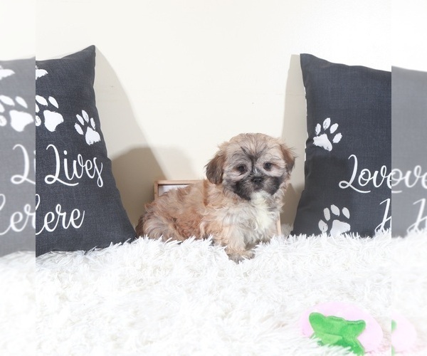 Medium Photo #2 Zuchon Puppy For Sale in MOUNT VERNON, OH, USA