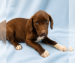 Small Labrador Retriever Mix