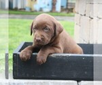 Small #3 Labrador Retriever