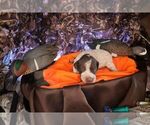 Small #1 German Shorthaired Pointer