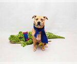 Small Black Mouth Cur-Staffordshire Bull Terrier Mix