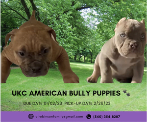 American Bully Puppy for sale in CHARLOTTE, NC, USA