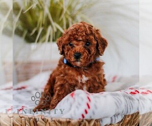 Poodle (Miniature) Puppy for sale in LAGRANGE, IN, USA
