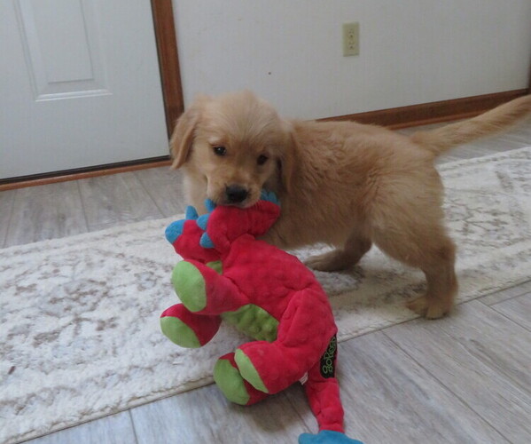 Medium Photo #13 Golden Retriever Puppy For Sale in MECHANICSVILLE, MD, USA