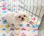Small #9 Shih Tzu