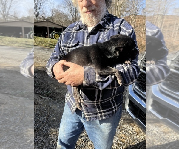 Medium Photo #62 French Bullhuahua Puppy For Sale in SPRAGGS, PA, USA