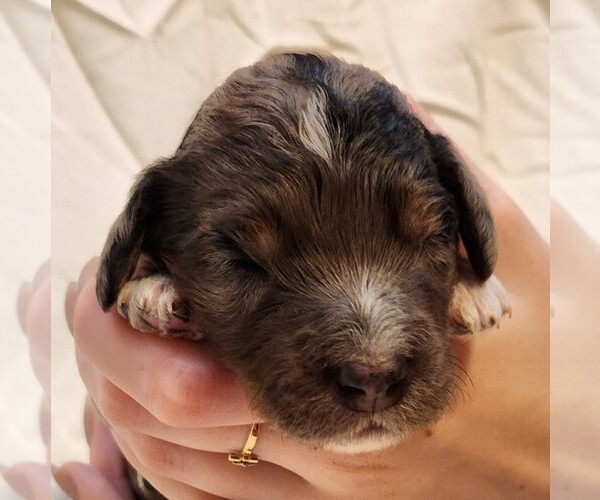 Medium Photo #3 F2 Aussiedoodle Puppy For Sale in COLUMBIA, TN, USA