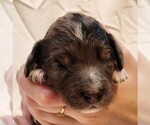 Small #2 F2 Aussiedoodle