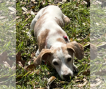 Small #1 Beagle