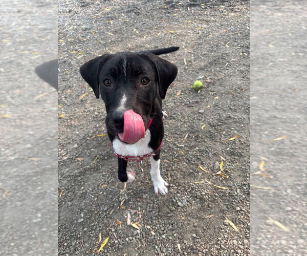 Medium Photo #3 Mutt Puppy For Sale in Elmsford, NY, USA