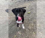 Small #2 Mutt