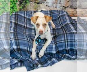 Raymond - Male Jack-A-Bee Dog for Adoption - Photo #2