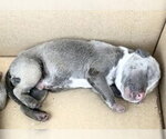 Small Mutt