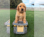 Small Photo #2 Golden Retriever Puppy For Sale in DENAIR, CA, USA