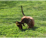 Small #9 Dachshund