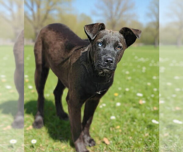 Medium Photo #3 Catahoula Leopard Dog-Unknown Mix Puppy For Sale in Talladega, AL, USA