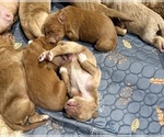 Small Photo #14 Goldendoodle Puppy For Sale in ORANGEVALE, CA, USA