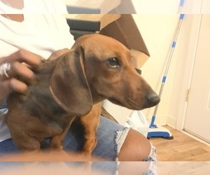 Dachshund Puppy for sale in COLONIAL HEIGHTS, VA, USA